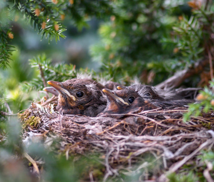Simply the Nest...