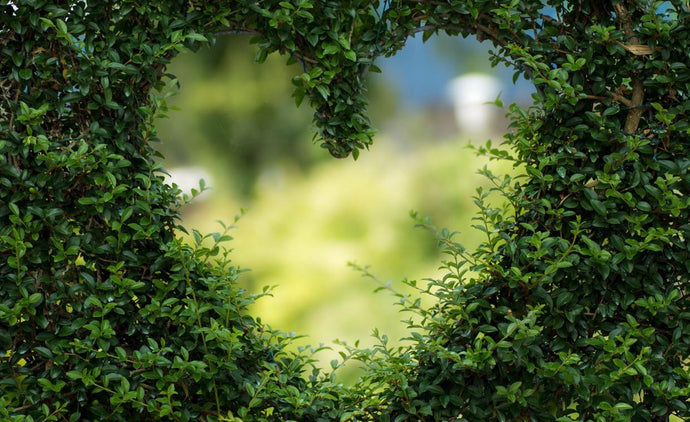 4 Elements for a Healthy Garden