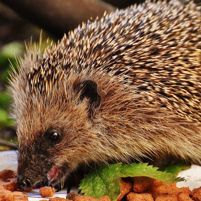 Caring for Hoggies in the hot weather
