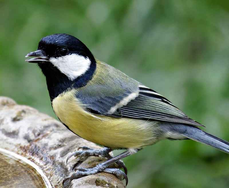 What do Great Tits Eat & What You Can Offer Them?