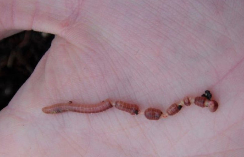 Protein Poisoning in your Worm Composter