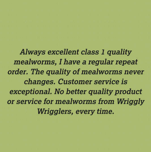 More 5* Wiggly Reviews!