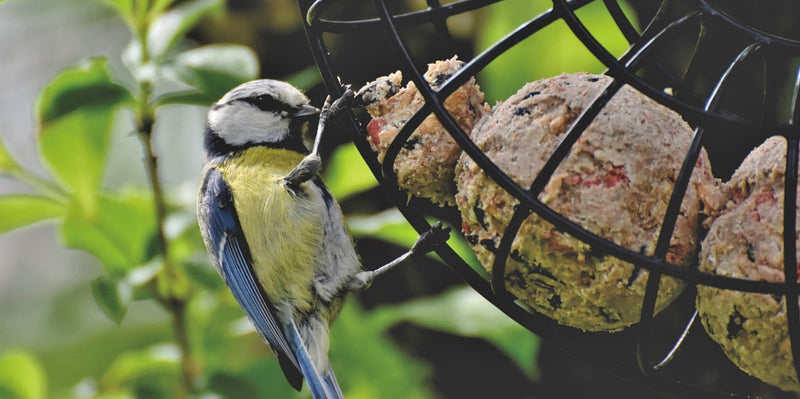 It's Suet Season!