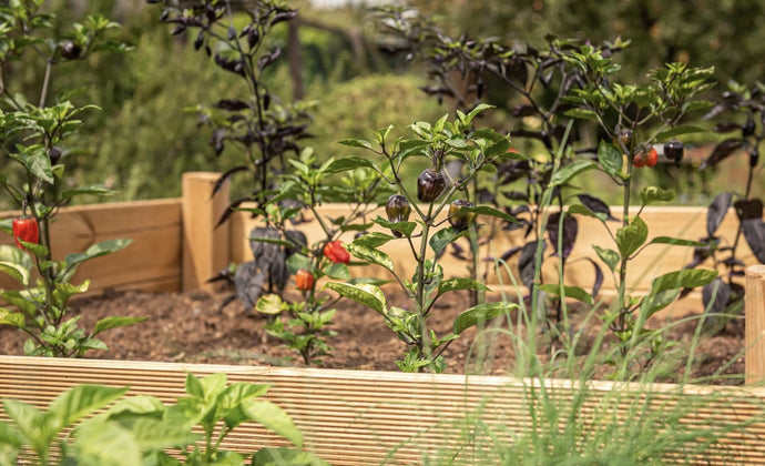 Are raised beds the answer?