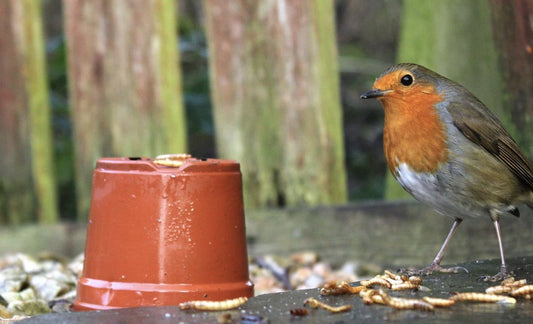 Handy Mealworm Facts
