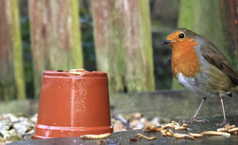 Handy Mealworm Facts