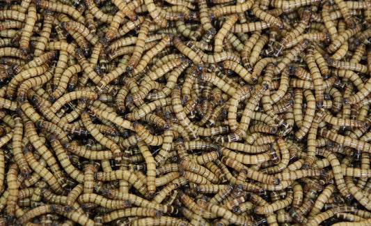 Mealworms 101