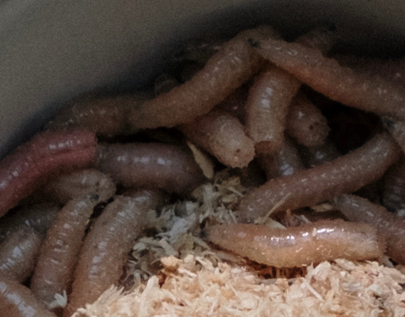 I have maggots in my wormery!
