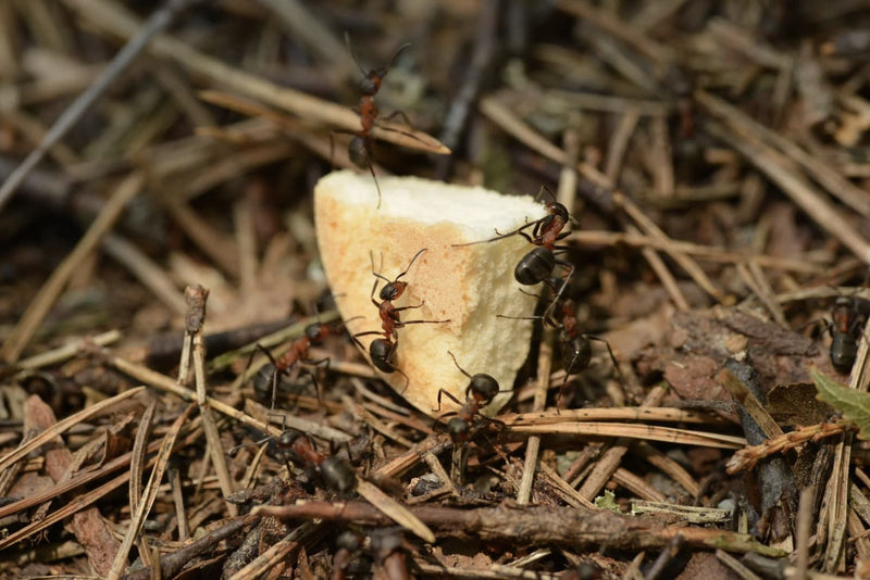 What should I do about ants in my vermicomposter?