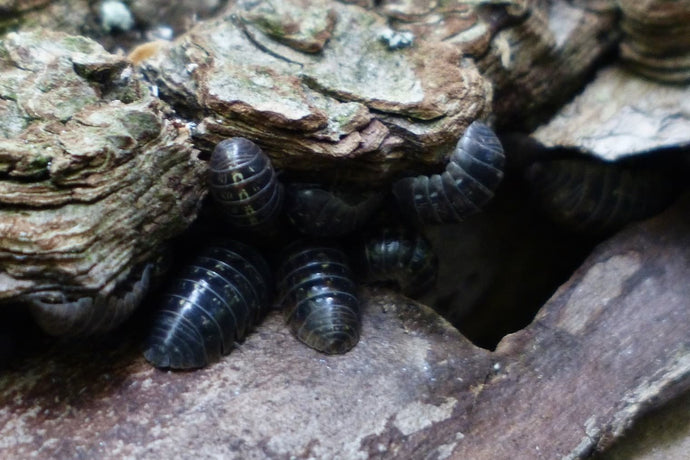 What is the problem with woodlice in your wormery