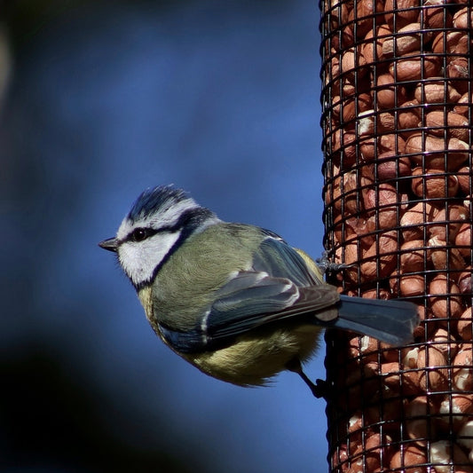 Peanuts for Garden Birds