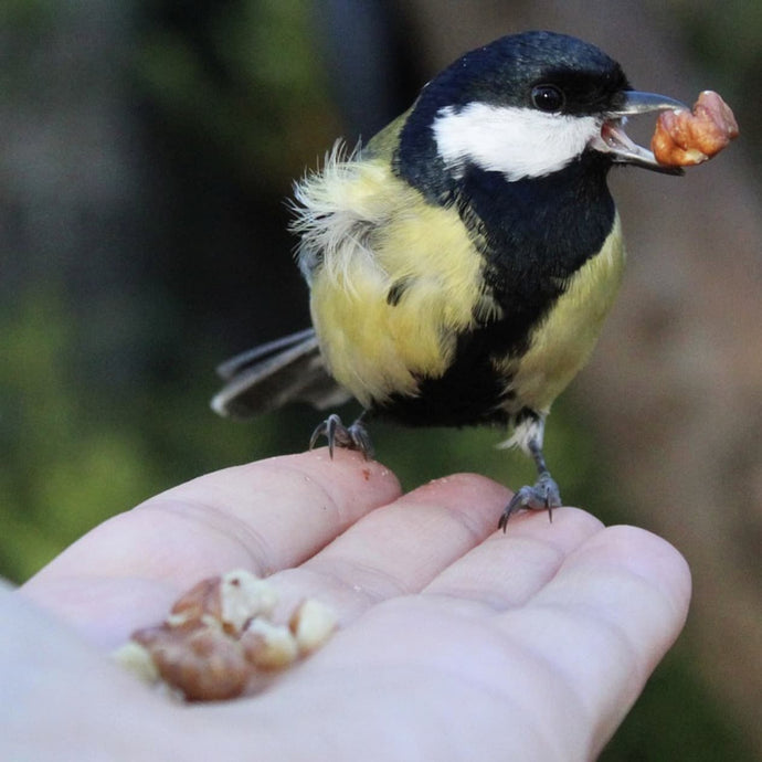 Top Wiggly Tips on feeding your Garden Birds