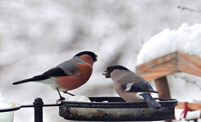 It's the most important time of the year to feed your garden birds!