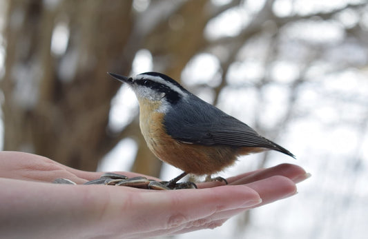 A Feast for Feathers: What to Feed Your Garden Birds