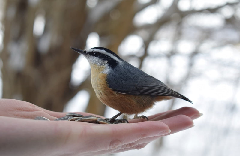 A Feast for Feathers: What to Feed Your Garden Birds