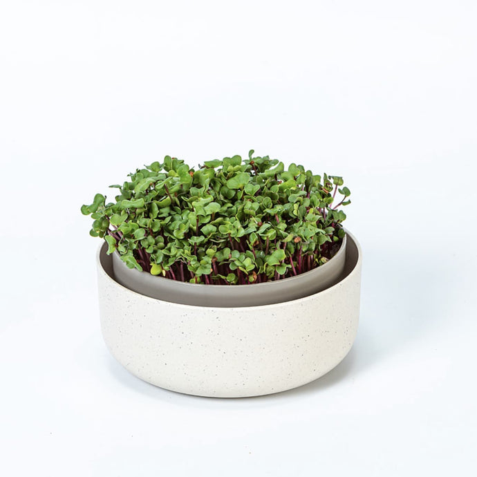 Growing Microgreens