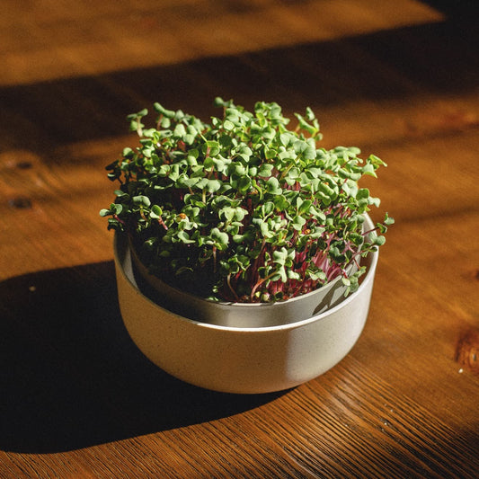 Using your Microgreens