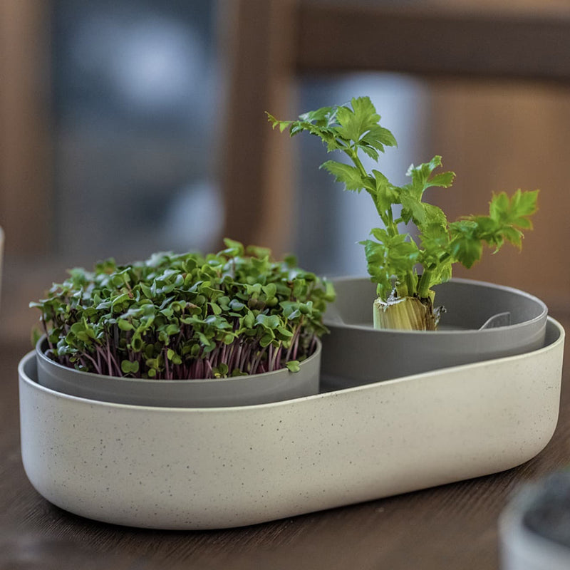 Loving our NEW Microgreens!