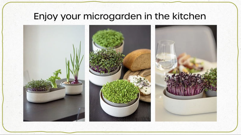 An Easy start with microgreens!