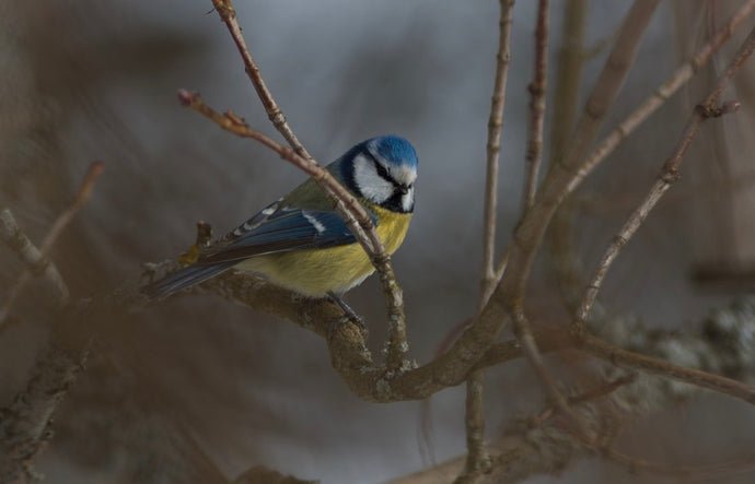 Best Foods for Blue Tits?