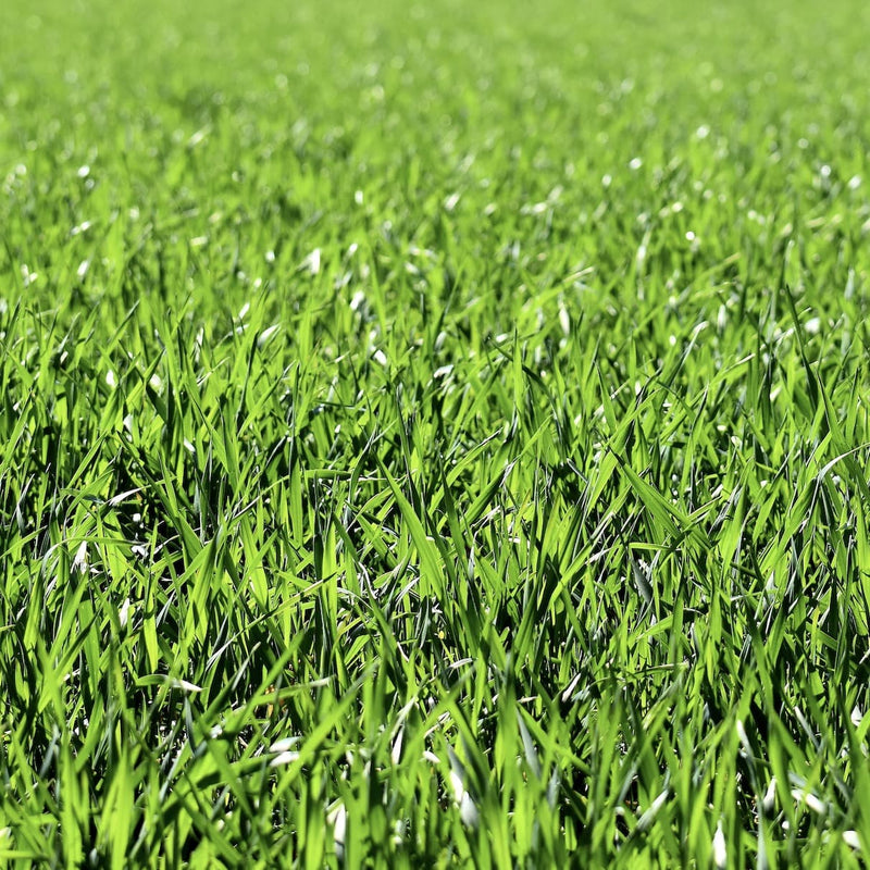 Great Grass in 4 Easy Steps!