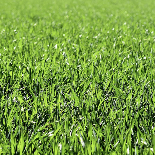 The Secret to a Lush, Long-Lasting Lawn