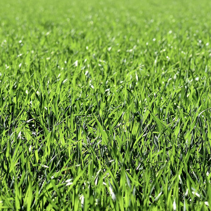 The Secret to a Lush, Long-Lasting Lawn