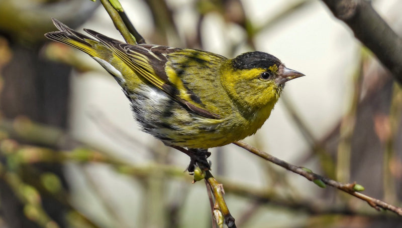 Bird feeding in the Summer!