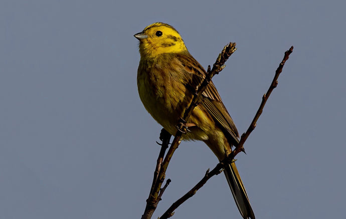 Focus Farm - Breeding bird survey results