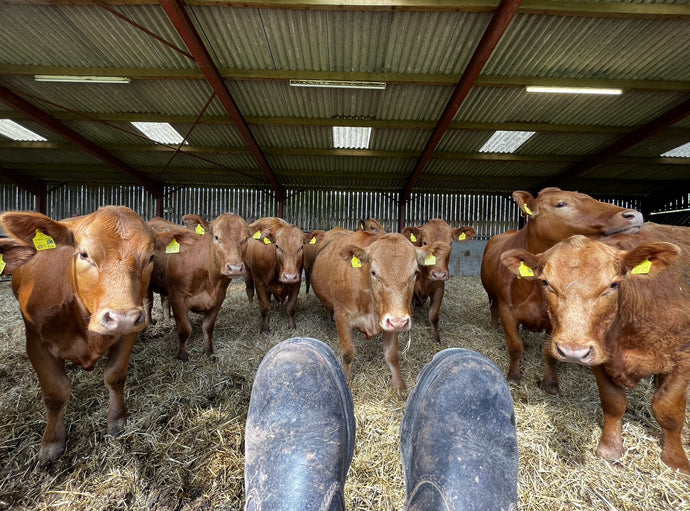 Stabiliser Cattle