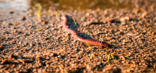 Encouraging Earthworms in Your Garden
