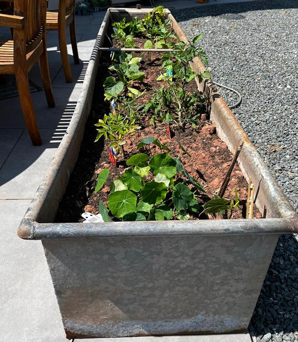 Grow Your Own Made Easy: From Water Tanks to Garden Goodies, A Guide for Non-Gardeners to Raised Bed Gardening Joy :)