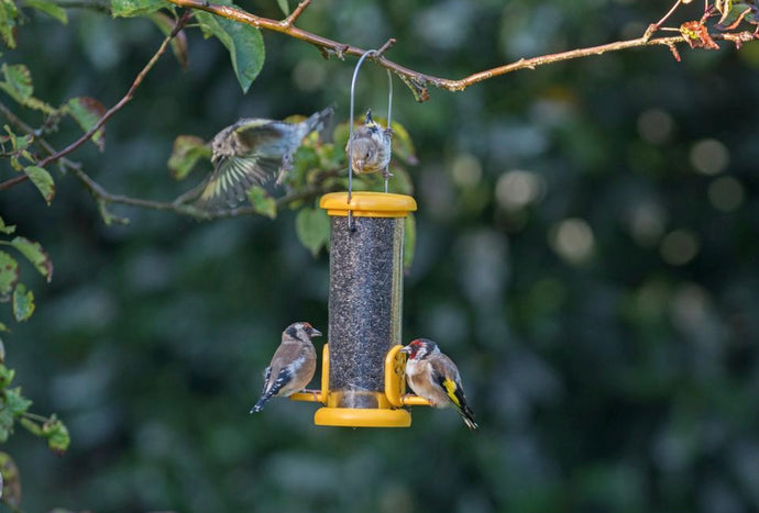 Why won't my birds use my new feeder?