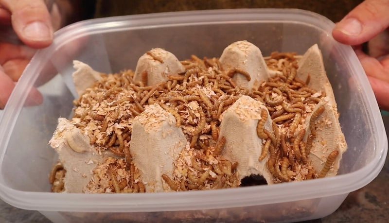Dealing with Live Mealworms in bags