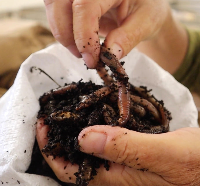 Meet Our Garden Worms! (lumbricus terrestris)