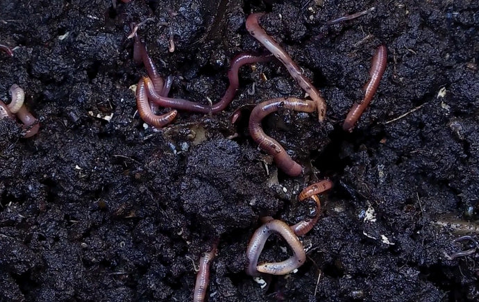 Introducing Lumbricus Terrestris (The Common Earthworm)