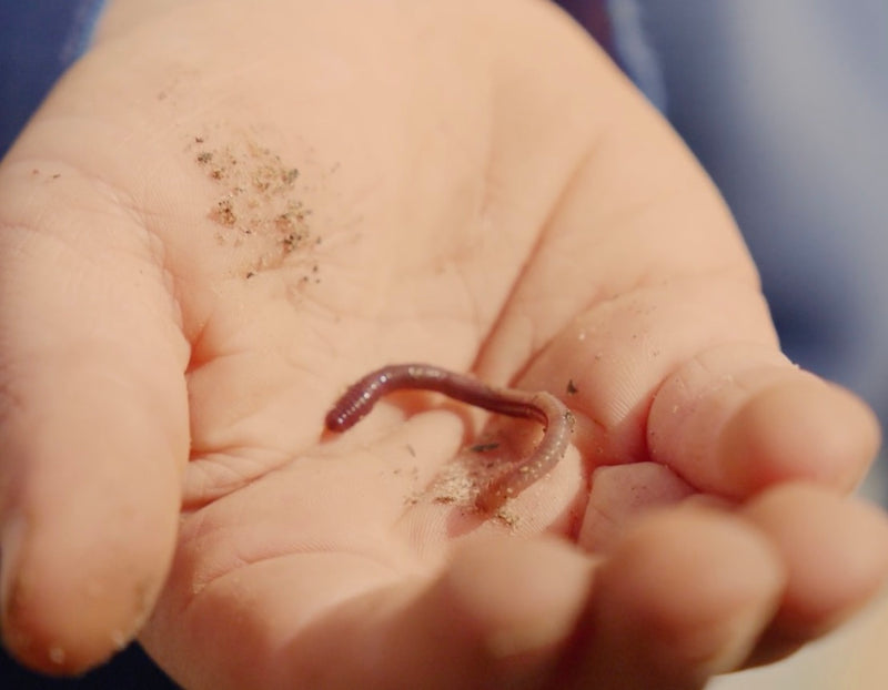 Wonderful Wiggly Earthworms!
