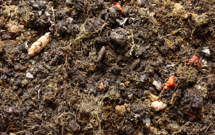 How to Use Your Worm Compost