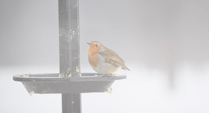 10 tips for feeding your garden birds in foggy weather