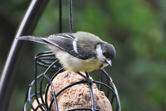 Our FARM made Suet Balls: A Feast for the Feathered Friends - Don’t miss the FREE SUET BALLS OFFER at the bottom of this article.