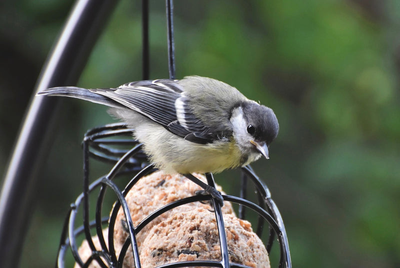 Our FARM made Suet Balls: A Feast for the Feathered Friends - Don’t miss the FREE SUET BALLS OFFER at the bottom of this article.
