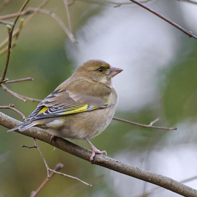 Start Bird Feeding in 5 Easy Steps!