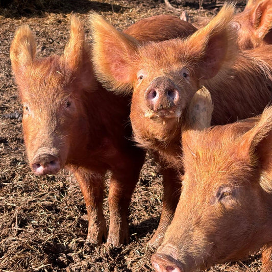 Big News: More Piggies Thanks to Your Tips!