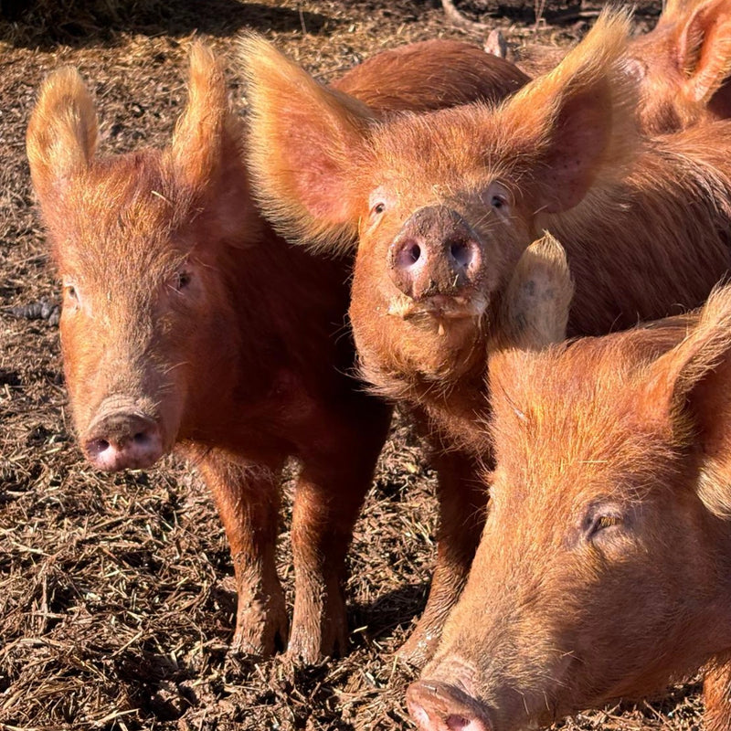 Big News: More Piggies Thanks to Your Tips!