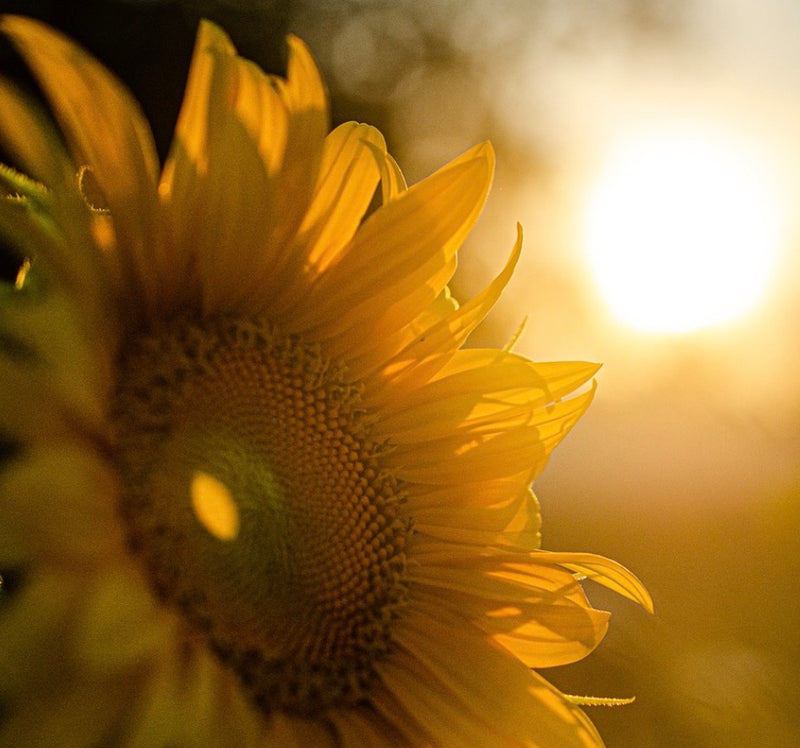 Prep Your Garden for Summer with Wigglys