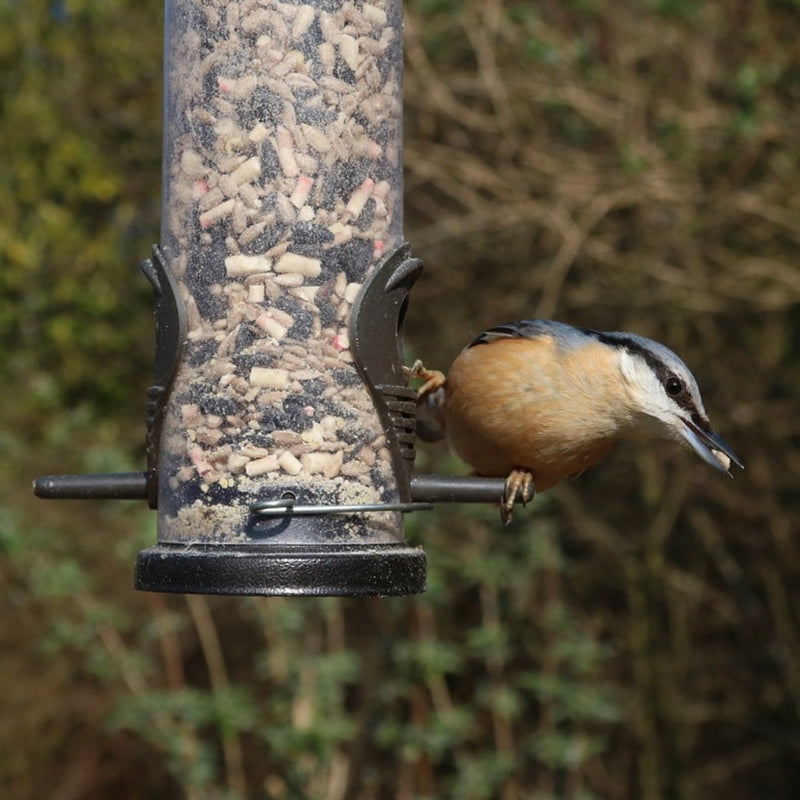Seed Mixes maximise your Bird Diversity!