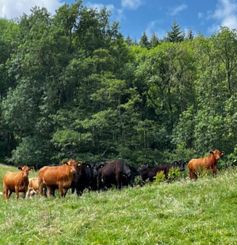 How our cattle are helping your pond – and vice versa….