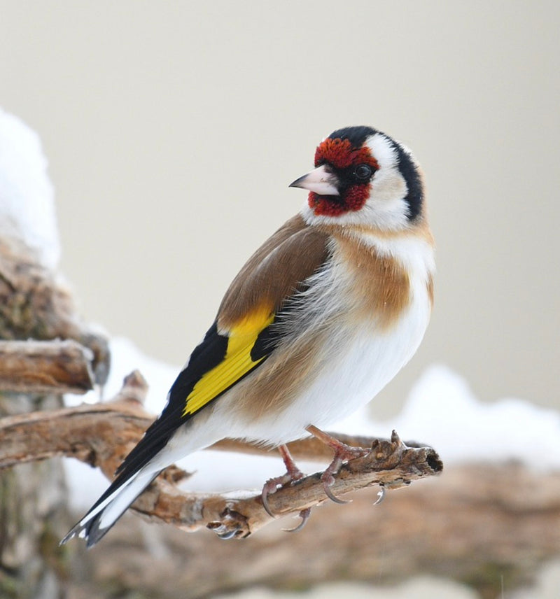 Year-round bird feeding is a great idea!