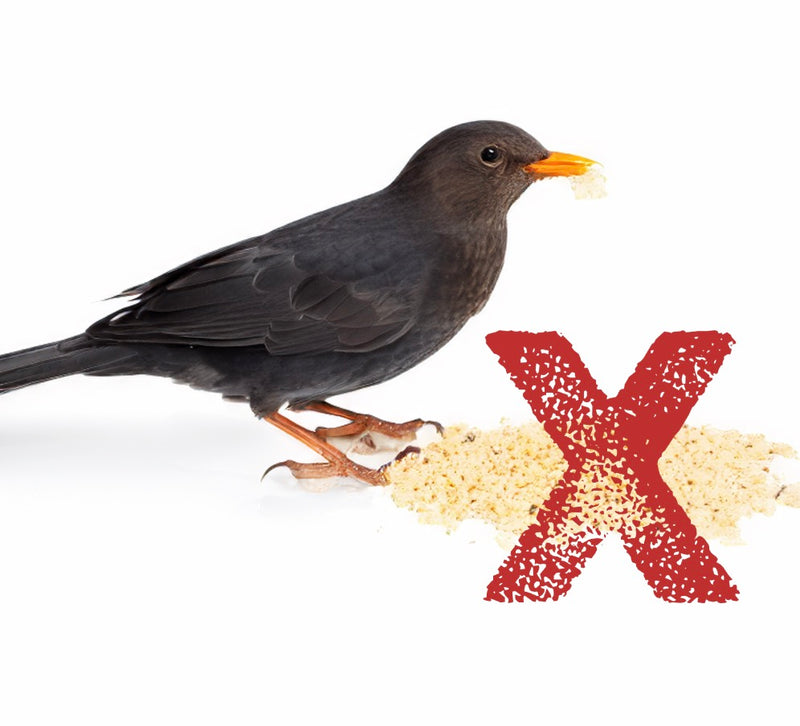 Avoid bread and junk food for birds