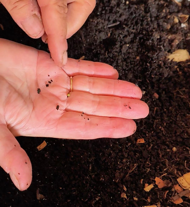 Harvesting your compost from your tray system is like unearthing black gold!